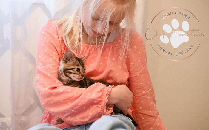 Bengal kitten for sale